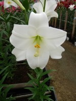 [5148 Big Tower 16 ST No02.JPG]